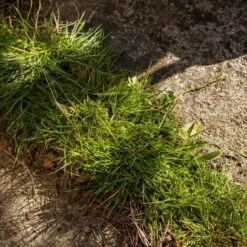 Coupe-bordures Facile UPP -Outil de taillage Soldes 17832042 4