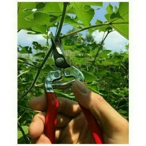 THSINDE Sécateur à Fleurs Bonsai Plantes, épinette De Jardin Inoxydable . Ciseaux Pour Fleuriste Et Jardinage Colibri(Grand + Petit) 4 THSINDE Sécateur à Fleurs Bonsai Plantes, épinette De Jardin Inoxydable . Ciseaux Pour Fleuriste Et Jardinage Colibri(Grand + Petit) – Image 2