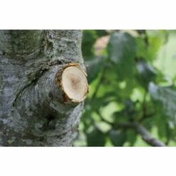 GARDENA Coupe-branches à Enclume SmartCut Comfort - Ø45 Mm - Puissance De Coupe Démultipliée - Mécanisme D'aide à La Coupe (8773-20) -Outil de taillage Soldes 39769549 5