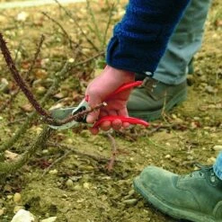 Sécateur Pour Grandes Mains, Sécateur Avec Rainure à Jus, Poignées Ergonomiques 18cm Fontainebleau -Outil de taillage Soldes 45864393 5