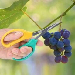 GDRHVFD Ciseaux De Cueillette De Fruits, Ciseaux De Cueillette De Branches De Fruits Sécateurs De Raisin, Cisailles De Jardin Fournitures De Jardinage Pour Jardins D'Arbres Fruitiers, Bonsaï -Outil de taillage Soldes 45971002 2