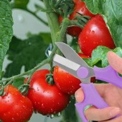 SUPERMARKET Sécateur à Jardin/Ciseaux De Greffage En Acier De Haute Qualité, Jardinage Professionnel, Parfait Pour Ranger Les Plantes Et Le Jardin - Violet,Superma 11 SUPERMARKET Sécateur à Jardin/Ciseaux De Greffage En Acier De Haute Qualité, Jardinage Professionnel, Parfait Pour Ranger Les Plantes Et Le Jardin - Violet,Superma -Outil de taillage Soldes 53069494 5