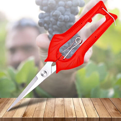 JUNJUN-Sécateur En Acier Inoxydable à Long Bord Arbres Fruitiers Bonsai Sharp Garden Ciseaux Outil M 5 JUNJUN-Sécateur En Acier Inoxydable à Long Bord Arbres Fruitiers Bonsai Sharp Garden Ciseaux Outil M – Image 3