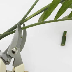 BENOBBY KIDS Ciseaux De Greffage Ciseaux De Jardin En Acier Inoxydable Ciseaux à Fleurs Ciseaux à élagage Sécateur à Main Jardinage Bonsai Schère Ensemble -Outil de taillage Soldes 64873408 3