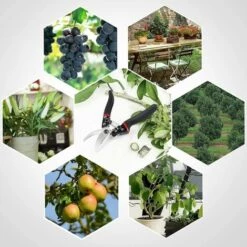 HELLO KITTY BAIN Sécateur De Jardin, Sécateur De Printemps Ciseaux Professionnels Sécateur Sécateur Sécateur Wit -Outil de taillage Soldes 65627084 5