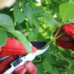 ENLENK Sécateur D'arbre à Main à Contournement Professionnel, Lame En Acier Inoxydable Au Chrome-vanadium, Sécateur à Enclume Tranchante, Conception De Poulie, Moins D'effort, Longueur De 8 " 10 ENLENK Sécateur D'arbre à Main à Contournement Professionnel, Lame En Acier Inoxydable Au Chrome-vanadium, Sécateur à Enclume Tranchante, Conception De Poulie, Moins D'effort, Longueur De 8 " -Outil de taillage Soldes 67460319 4
