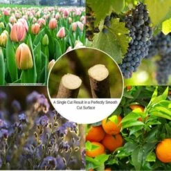 ENLENK Sécateur D'arbre à Main à Contournement Professionnel, Lame En Acier Inoxydable Au Chrome-vanadium, Sécateur à Enclume Tranchante, Conception De Poulie, Moins D'effort, Longueur De 8 " 11 ENLENK Sécateur D'arbre à Main à Contournement Professionnel, Lame En Acier Inoxydable Au Chrome-vanadium, Sécateur à Enclume Tranchante, Conception De Poulie, Moins D'effort, Longueur De 8 " -Outil de taillage Soldes 67460319 5