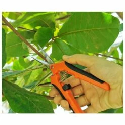 LECHUANG Perle Rare Sécateur De Jardinage Manuel Professionnel En Acier Inoxydable G85 Orange Noir Ciseaux De Jardinage Droit Emballage De Carte (orange) -Outil de taillage Soldes 67648154 4
